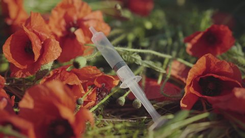 Medical syringe lying on red poppies on green lawn. Drug addicts left object outdoors. Concept of narcomania, morphinism.