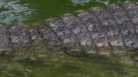 Body of crocodile in a river passing