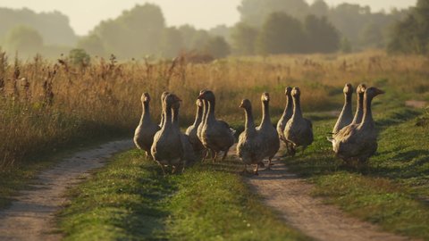 Group of cute young brown domestic  geese walking quickly outside in sunrise sunny countryside summer landscape.