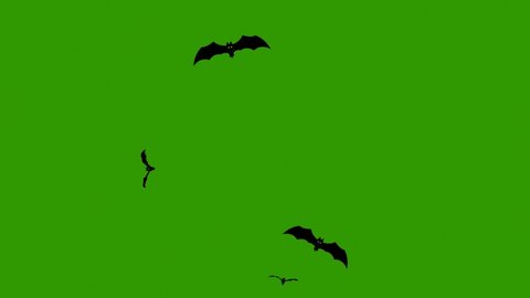 Bats animation on green screen. Animated flying bats