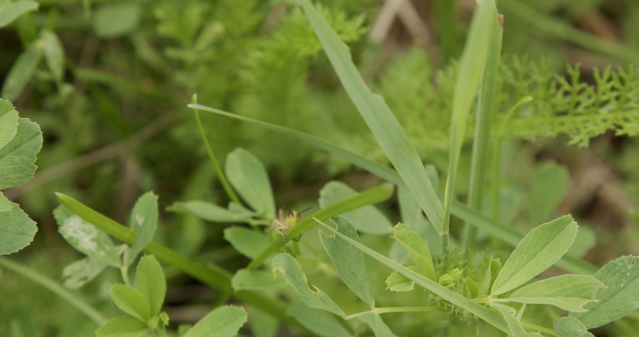 a grasshopper sits on a blade of grass during a strong wind