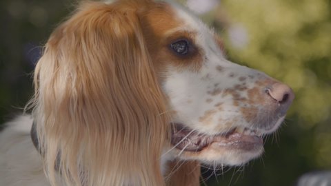 Cocker Spaniel Puppy Stock Video Footage 4k And Hd Video Clips Shutterstock