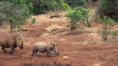 Adult male and juvenile White Rhino walk along edge of muddy pond