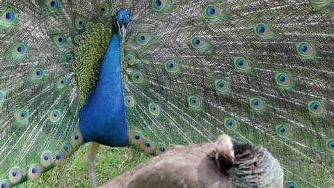 Peacock shakes feathers. Colourful peacock shows his feathers to female and shakes it intensively