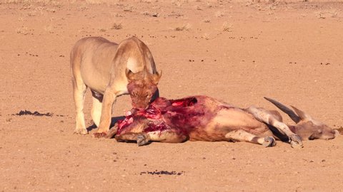 Graphic: Bloody African Lion eats recently killed Eland Antelope