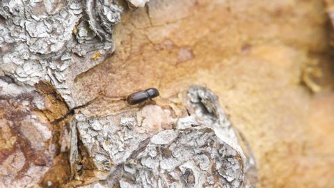 The crawling European spruce bark beetle