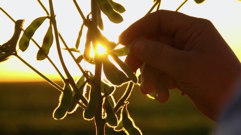 Agriculture - Detail of soybean plants at sunset, Man's hands with soybean pods, soybean plants with sunlight in the background - Agribusiness