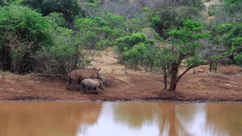 A mother and her juvenile White Rhinoceros walk beside a muddy pond