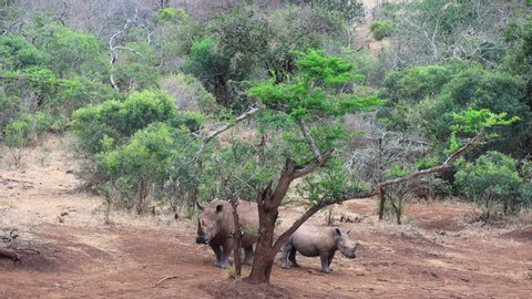 A mother and her juvenile White Rhinoceros are cautious of predators