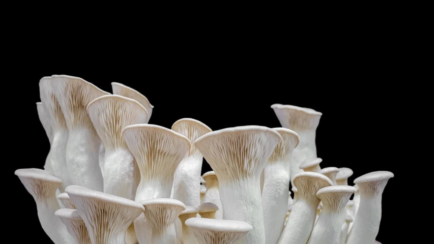 King oyster mushrooms, King trumpet mushroom growing time lapse on black background Royalty-Free Stock Footage #1057627909