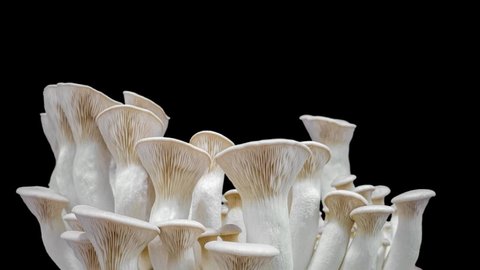 King oyster mushrooms, King trumpet mushroom growing time lapse on black background