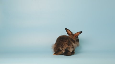 Little black bunny rabbit go around and climb then fall down on blue screen background. Concept of easter animal help for relaxation of people.