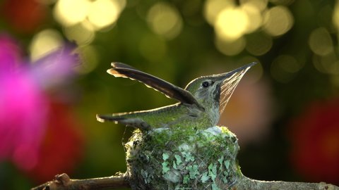 Hummingbird arrives with full bunch of spider silk to reinforce her nest