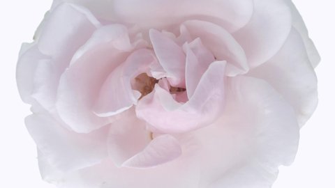 Rose bloom in time lapse. Delicate rose bloom on a white background. Gentle light floral background. Timelapse.