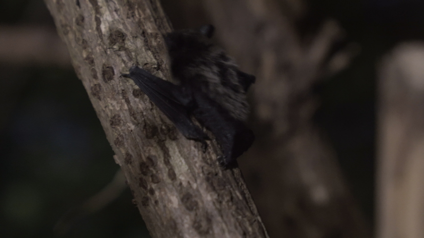 A small bat climbing up on a tree at night. Royalty-Free Stock Footage #1057643392