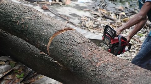 Lumberjack saws a felled tree trunk with a chainsaw in India, deforestation concept