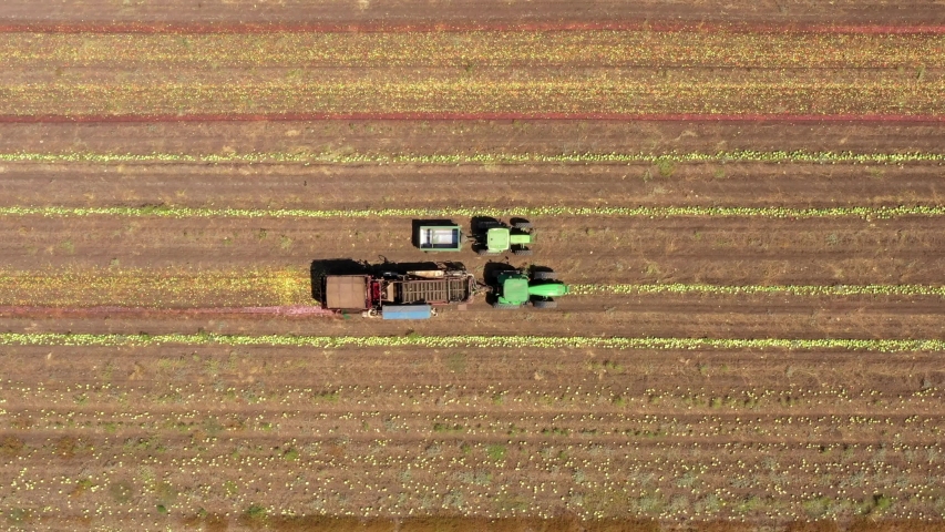 Watermelon thresher Deseeder processing a large filed, Aerial view.
