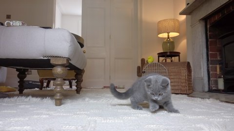A small grey British Shorthair kitten chases a red dot from a laser pen inside a house