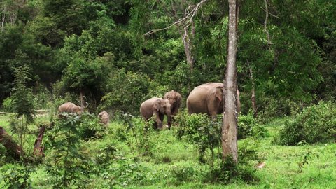 Handheld shot of Asian Elephants in wild nature, Thailand