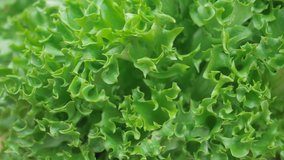 green salad close up. footage of green lettuce of cabbage leaves. fresh harvested herbs and vegetables. Concept of healthy nutrition and organic food.