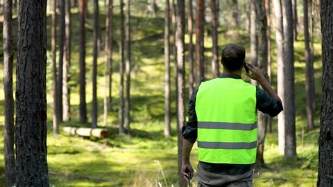 forester is watching the development of the forest. forestry and afforestation
