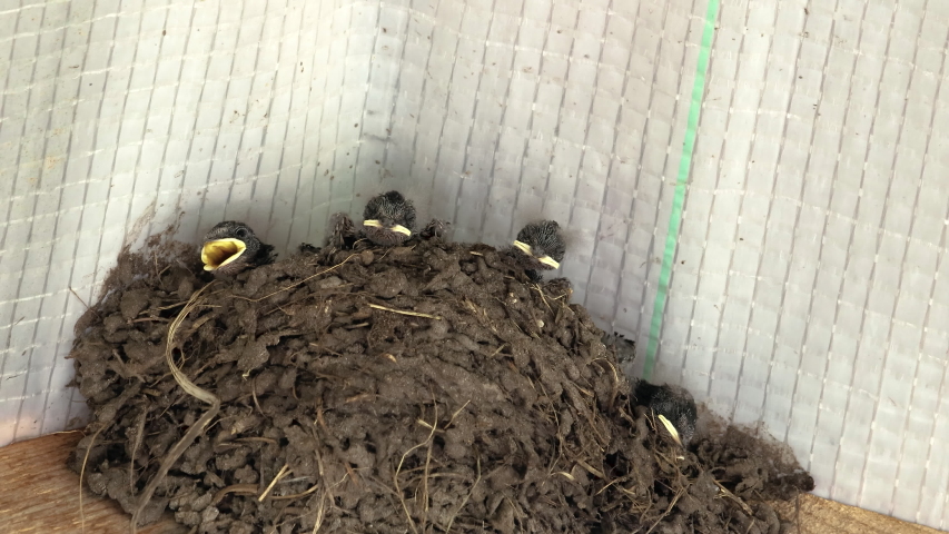 Three hungry swallow Chicks with open beaks sit in a clay nest under the roof of the building. Young Swifts require food. The concept of wild nature