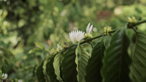 White blooms of arabica and robusta coffee. Shallow DOF, focus on first bloom. Coffee flower.