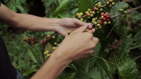 Hand picking red coffee beans on coffee tree. Farmer harvesting coffee.  Picking coffee cherry  from a tree.