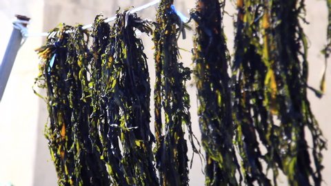 seaweed drying with the wind in the sunny day