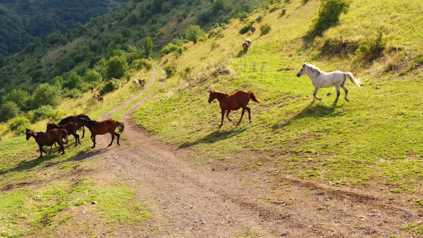 Aerial shot wild horses in the nature. Wild horses and cows in the mountains.wild horses are running on the green grass. | Shutterstock HD Video #1057677565