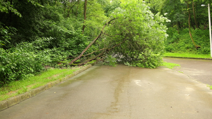 Who Is Responsible For Broken Tree Branch