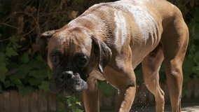 Wet boxer dog shaking. Slow motion video close up