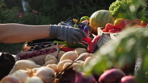 Close-up of hands, a farmer puts vegetables on the counter, prepares for the arrival of buyers at the farmers market