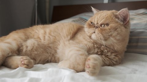 Funny exotic shorthair cat, persian cat sleeping on bed, waking up and yawning