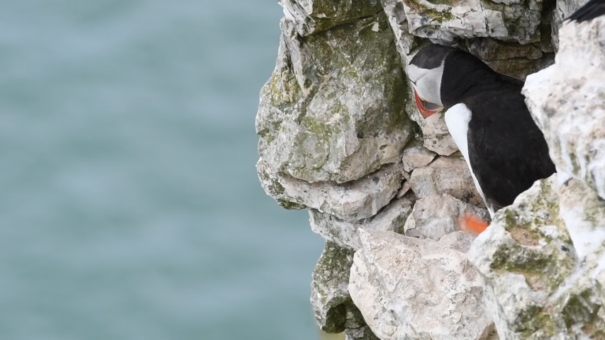Beautiful Puffins on the edge of a cliff leaving its burrow in uk Royalty-Free Stock Footage #1057683940