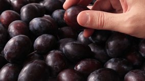 Man hand holding and checks the quality of plum. Healthy and organic food concept. Close up, selective focus