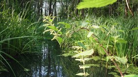 Natural wetland with the plants in water. Concept of nature, ecology and environment care. Restored water retention reservoirs. Camera moving next to the green reeds in swamps. Marsh in wild forest. - Powered by Shutterstock - Get 15% off with code: PIKWIZARD15