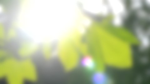 Blurred background. Green leaves on a branch with the sun close up, HD 1080