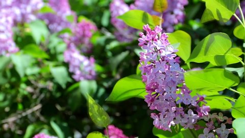 Lilac branches in the wind . Pink summer flowers. Article about flowering.