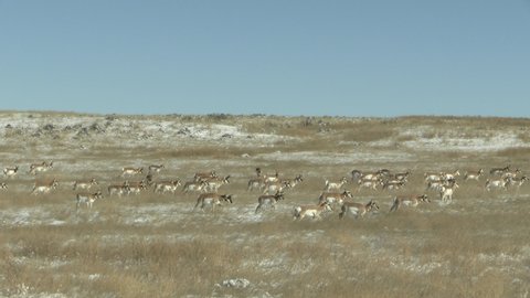 Pronghorn Antelope Herd Walking Migrating in Great Plains in Winter