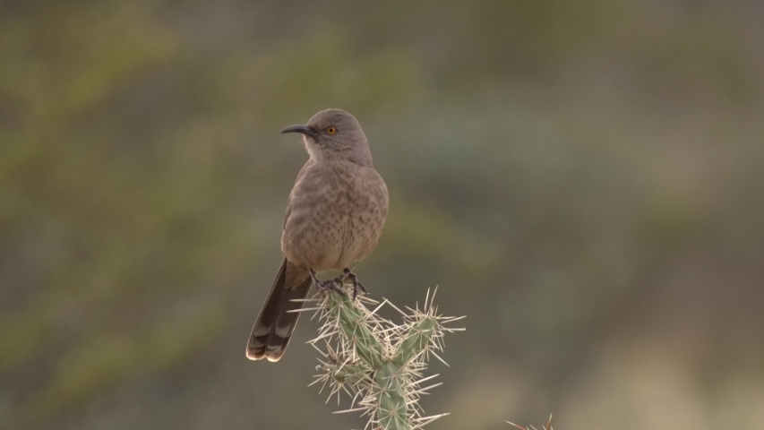 Curve-billed Thrasher Bird Perched Looking Around on Cactus Thorns Spines Needles