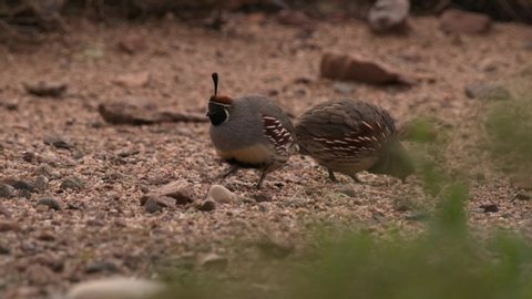 Gambel's Quail Cock Male and Hen Female Covey Eating Foraging in Arizona