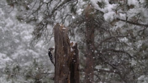 Downy Woodpecker in Winter Peaceful Serene Beautiful Tree Stump Snag Slow Motion
