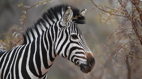 Medium close-up of an adult Burchell's zebra standing and looking into the camera 