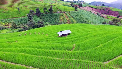 Asian rice field terrace on mountain side in Pabongpiang village, Chiang mai province,Thailand