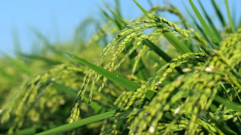 Ear of rice sway in the wind in paddy field in the blue sky background. Early morning in the summer. Safe and healthy food ingredients. Agriculture in Japan