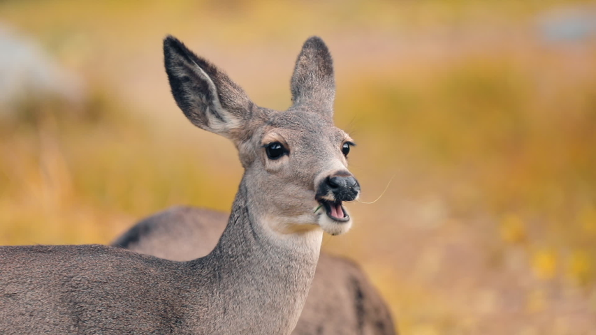 Wildlife USA. Funny deer on autumn sunny day. Slow motion view on beautiful deers on the meadow with yellow background. Reindeers chewing grass. Beautiful wild animal with big eyes and long ears | Shutterstock HD Video #1057700053