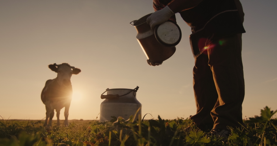 Farmer pours milk into can at sunset, in the background of a meadow with a cow Royalty-Free Stock Footage #1057702294