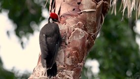 Pileated Woodpecker in Florida Video Clip in 4k