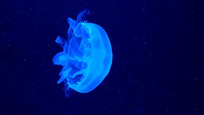 Footage with glowing blue medusas Royalty-Free Stock Footage #1057705621